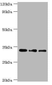 HSD11B1 / HSD11B Antibody (aa25-292)
