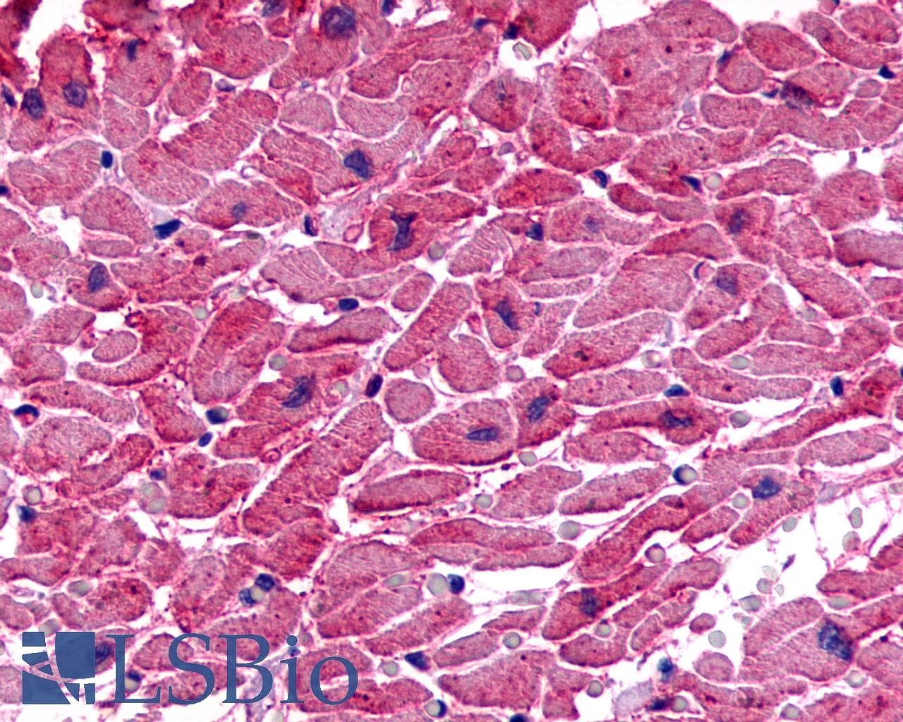 PathPlus™ Polyclonal Rabbit anti-Human TPRA1 / GPR175 Antibody (N-Terminus, IHC)