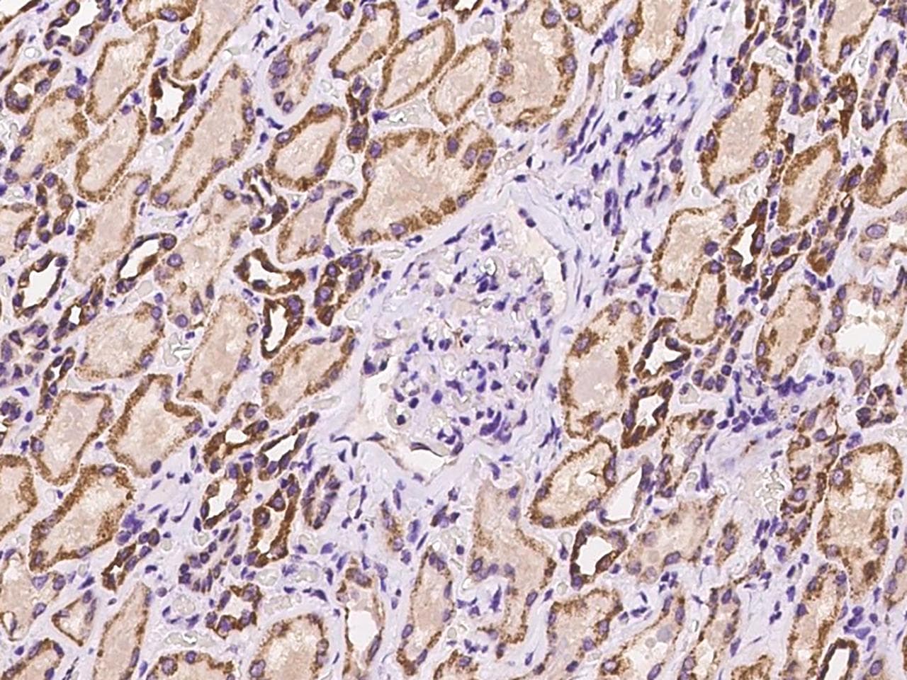 Polyclonal Rabbit anti-Human ISA2 / ISCA2 Antibody (IHC)
