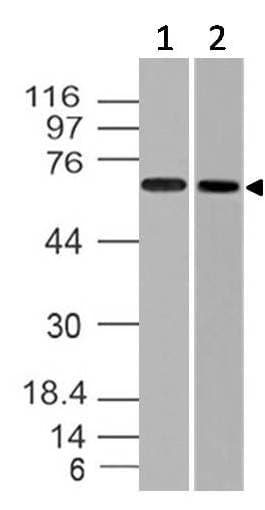 CD105 Antibody