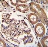 ENPEP / Aminopeptidase A Antibody (aa899-930)