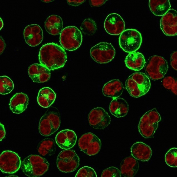 HLA-DP+DQ+DR Antibody (clone CR3/43, Azide-free, BSA-free)