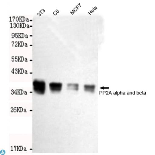 PP2CB / PPP2CB Antibody