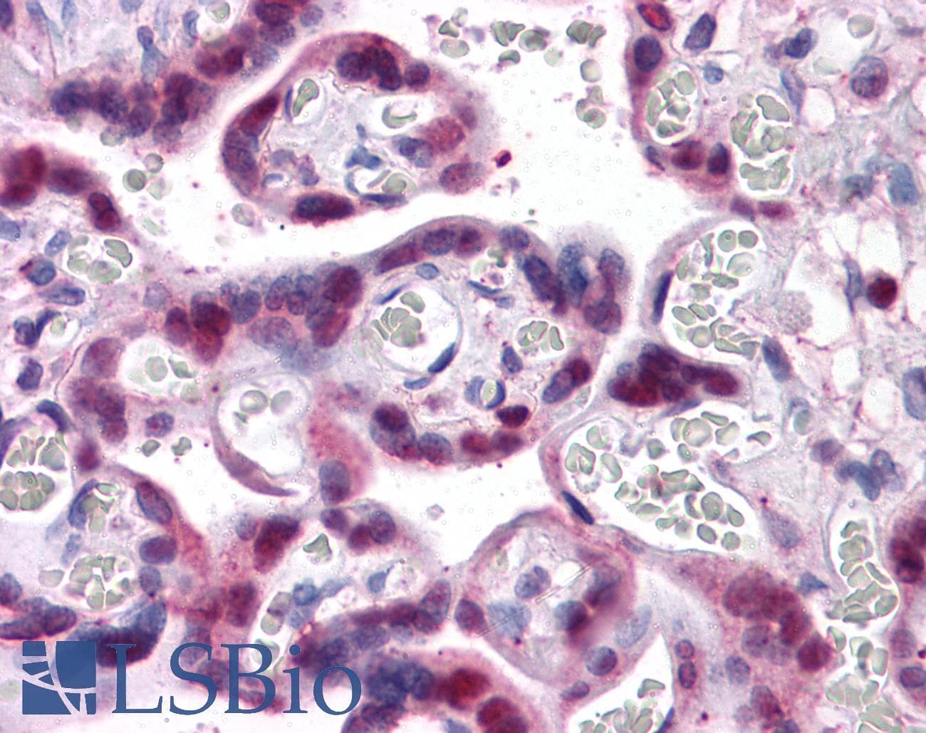 IHC-plus™ SMAD6 Antibody (clone 2A6)
