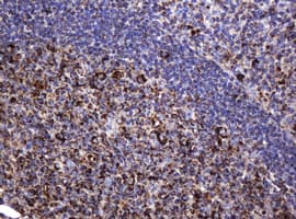 HSPD1 / HSP60 Antibody (clone OTI4E4, Carrier-free)