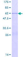 Human EIF4H Protein (Recombinant GST)