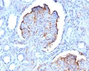 WT1 / Wilms Tumor 1 Antibody (aa1-181, clone WT1/857 + 6F-H2, Azide-free, BSA-free)