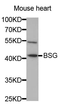 IHC-plus™ Basigin / Emmprin / CD147 Antibody