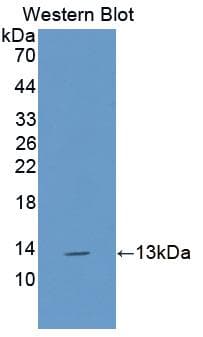 IL13 Antibody