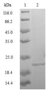 Mouse MAFK Protein (Recombinant 10His, N-terminus + Myc, C-terminus)
