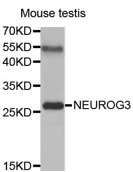 NEUROG3 / NGN3 / Neurogenin 3 Antibody
