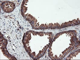 USP9X / FAM Antibody (clone OTI2G7)