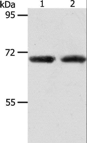 ACOT11 / THEA Antibody