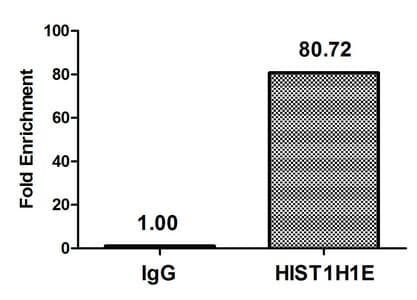 HIST1H1E Antibody