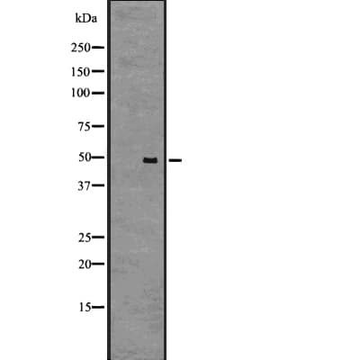 GPR61 Antibody
