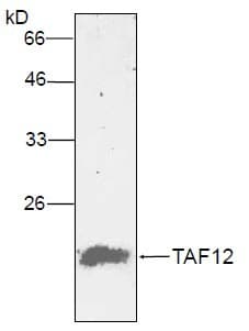 Monoclonal Mouse anti-Human TAF12 Antibody (WB)