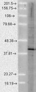 AHSA1 / AHA1 Antibody (clone 25F2.D10, Biotin)