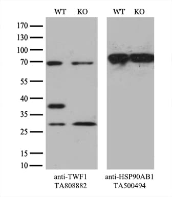 TWF1 / PTK9 Antibody (aa140-384, clone OTI10E6)