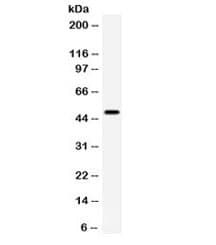 CD27 Antibody