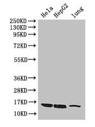 NAF-1 / CISD2 Antibody