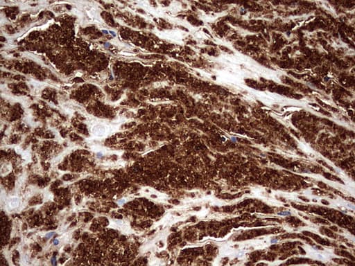 CD63 Antibody (clone OTI1E10)
