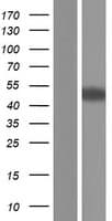NECAB3 Protein (Over-Expression Lysate Myc-DDK (Flag))