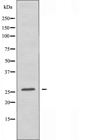 Polyclonal Rabbit anti-Human RAP2C Antibody (IF, WB)