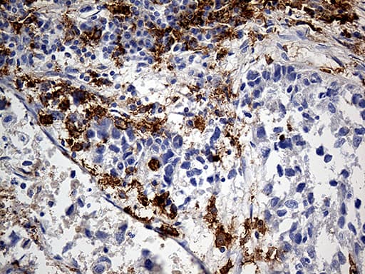 CD14 Antibody (aa20-367, clone OTI12C8)