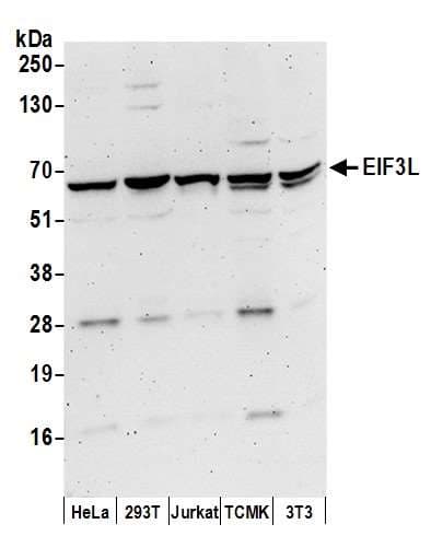 Polyclonal Rabbit anti-Human EIF3L / EIF3EIP Antibody (aa514-564, WB)