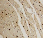 Polyclonal Rabbit anti-Human API5 Antibody (Sepharose, C-Terminus)