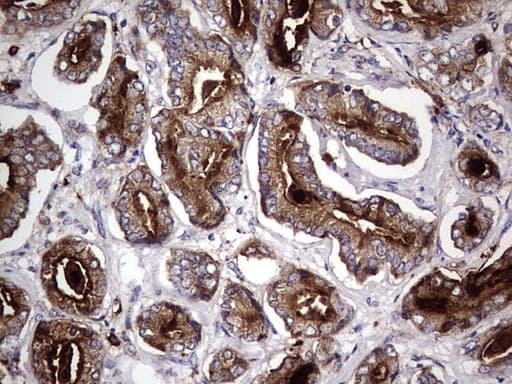 Monoclonal Mouse anti-Human CD63 Antibody (clone OTI5E5, IHC, WB)