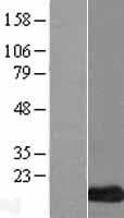 LCE3C Protein (Over-Expression Lysate Myc-DDK (Flag))