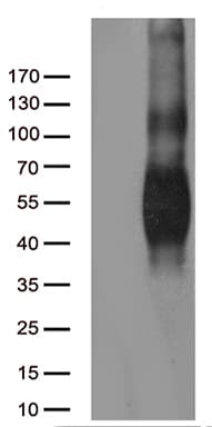 Monoclonal Mouse anti-Human CD80 Antibody (clone OTI1A10, WB)