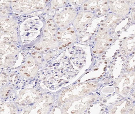 UBE1L / UBA7 Antibody