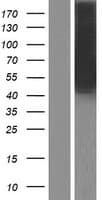 ARR3 / Cone Arrestin Protein (Over-Expression Lysate Myc-DDK (Flag))