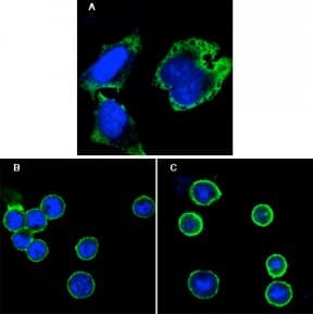 Monoclonal Mouse anti-Human RPS27 / Ribosomal Protein S27 Antibody (clone 7E3, IF)
