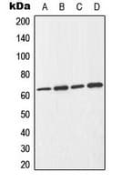 CDC25B Antibody (Internal)