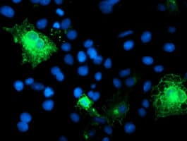 Monoclonal Mouse anti-Human SPINT1 / HAI-1 Antibody (clone OTI4E3, IF, WB)