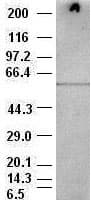 AKT3 Antibody (clone OTI9B2)