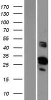 FAM110D / GRRP1 Protein (Over-Expression Lysate Myc-DDK (Flag))