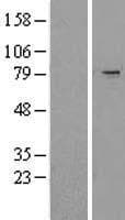 Human KIAA0517 / TRIM2 Protein (Over-Expression Lysate Myc-DDK (Flag))