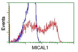 IHC-plus™ MICAL1 / MICAL Antibody (clone 2H1)
