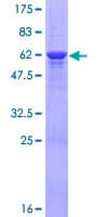 Human COLEC11 Protein (Recombinant GST)