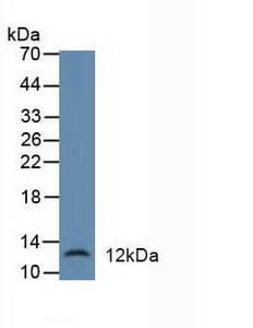 DEFA1 / Defensin Alpha 1 Antibody (aa20-94, APC)