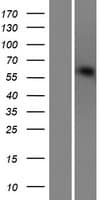IRF2BP2 Protein (Over-Expression Lysate Myc-DDK (Flag))