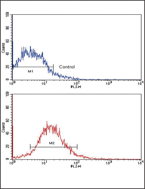 EPHB2 / EPH Receptor B2 Antibody (clone 48CT12.6.4)