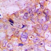 CASP7 / Caspase 7 Antibody (N-Terminus)