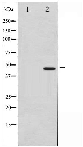 JUN / c-Jun Antibody (phospho-Ser73)