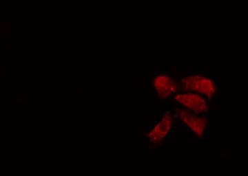 Polyclonal Rabbit anti-Human H1F0 Antibody (IF, WB)