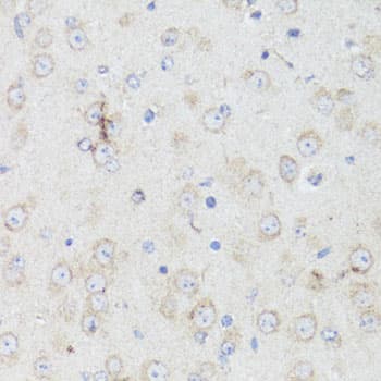 CHRM1 / M1 Antibody